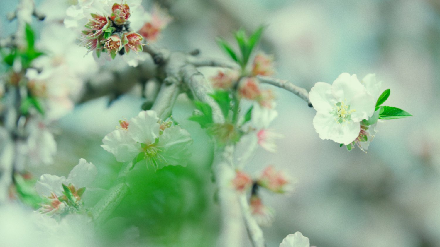 Color Grading Garten – Nachher (Color Grading)