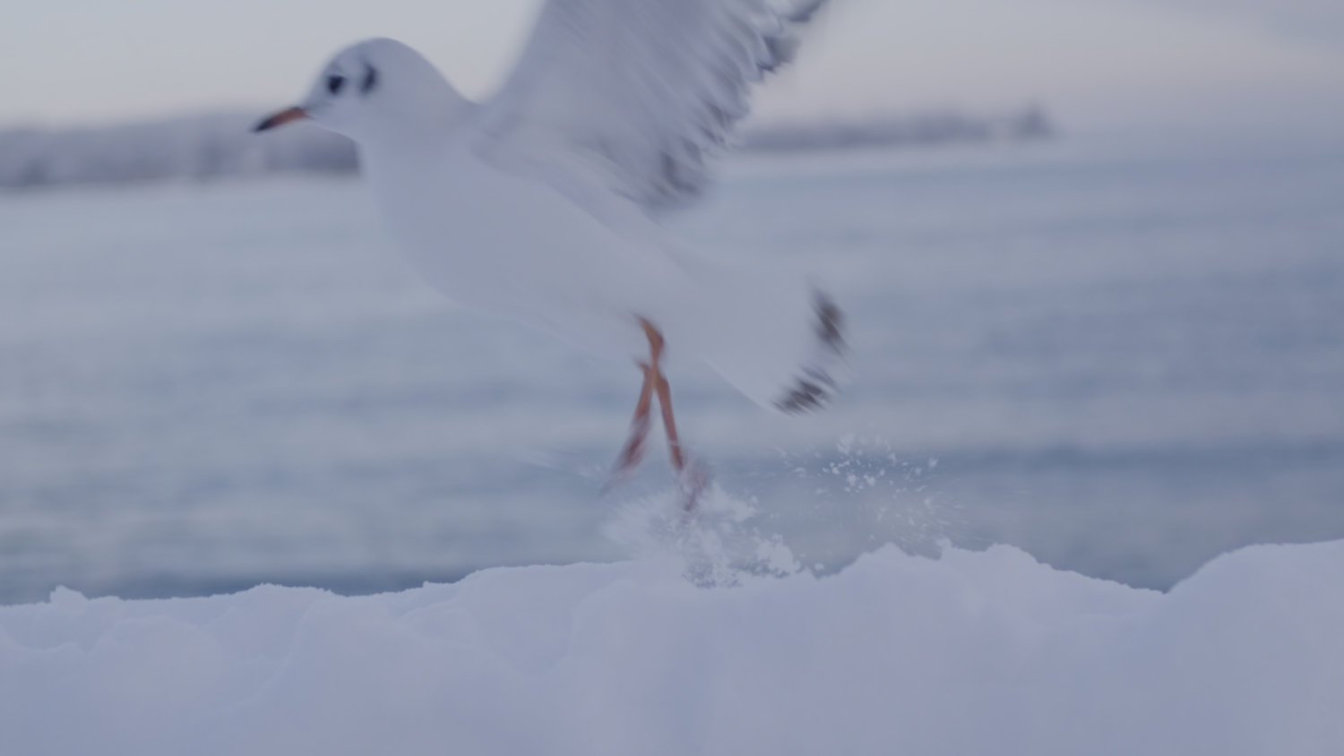 Color Grading Snow – Nachher (Color Grading)