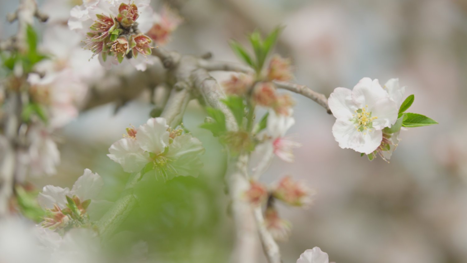 Color Grading Garten – Vorher (Original)