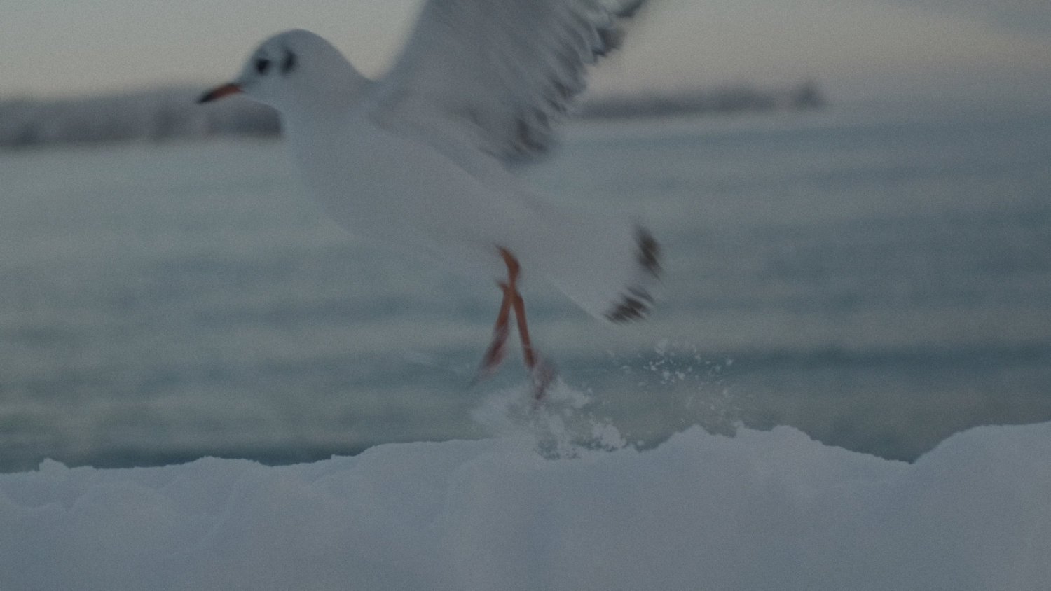 Color Grading Snow – Vorher (Original)